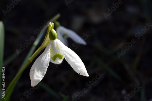 Snowdrop or common snowdrop (Galanthus nivalis) flower