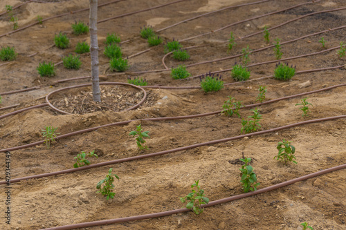 View of a plantation with automatic drip irrigation in a garden