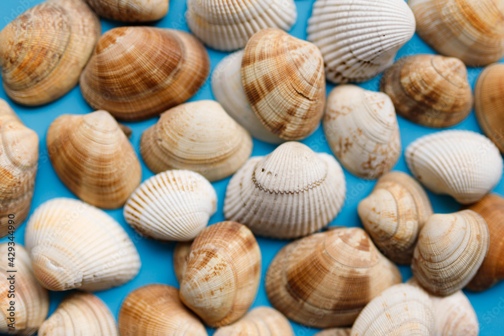 Summer beach background, seashells on light blue background. Top view. Sea summer vacation background