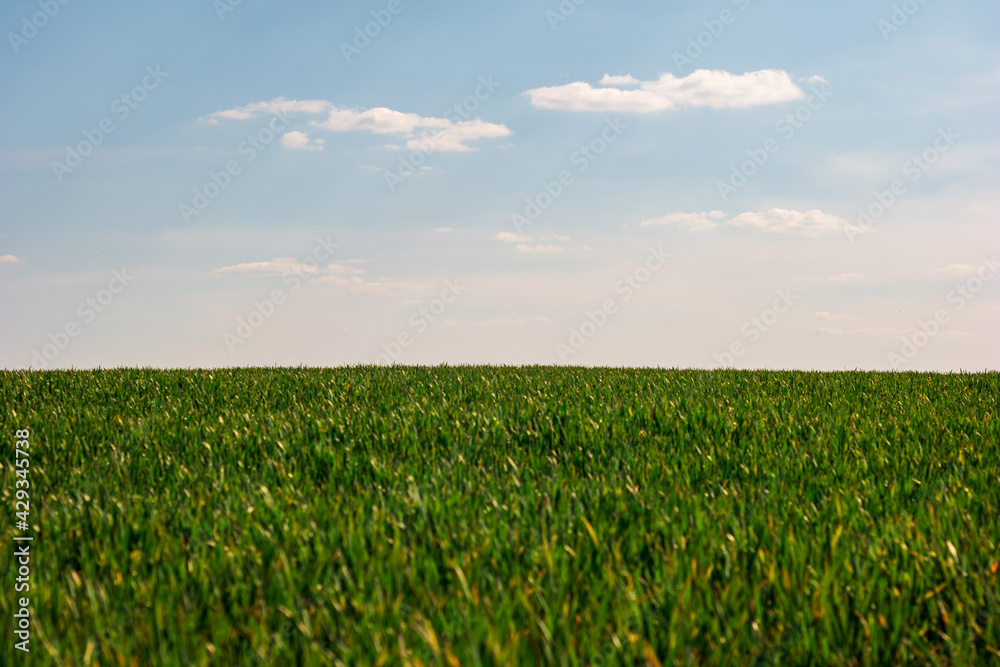 Green cultivated field and blue sky with white clouds vista no people