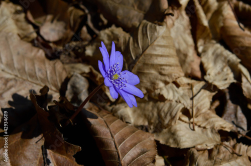 Anemone hepatica small blue purple early spring wildflower photo