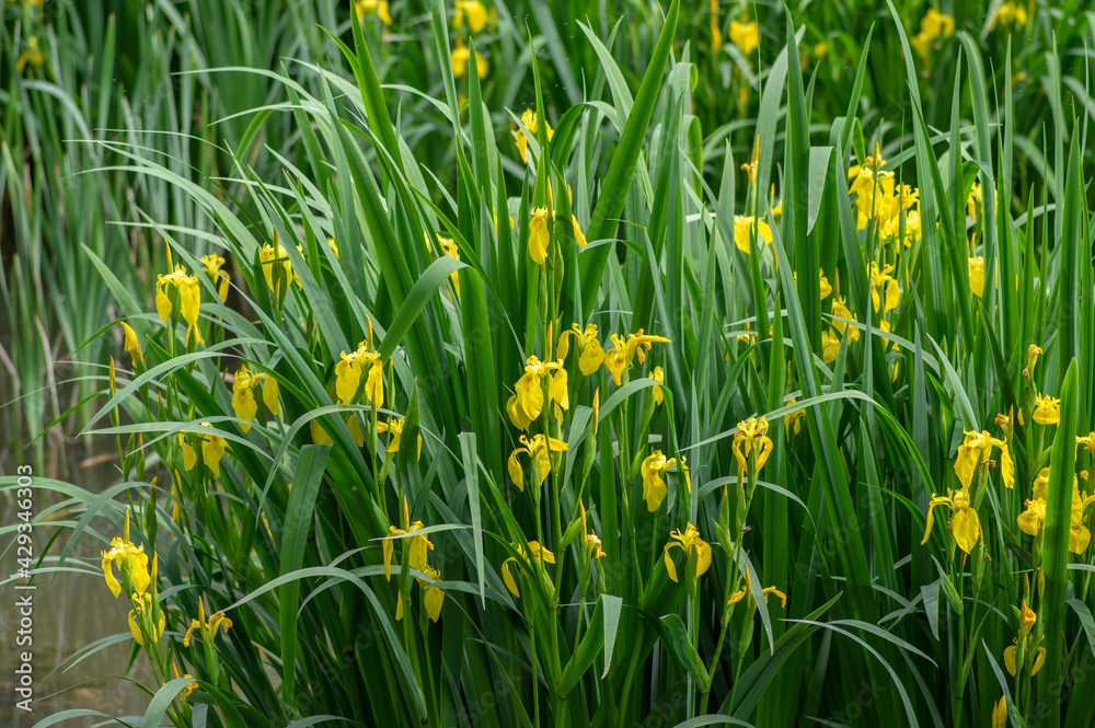 Fototapeta premium Iris pseudacorus bright yellow water flag flowers in bloom, beautiful flowering water plant