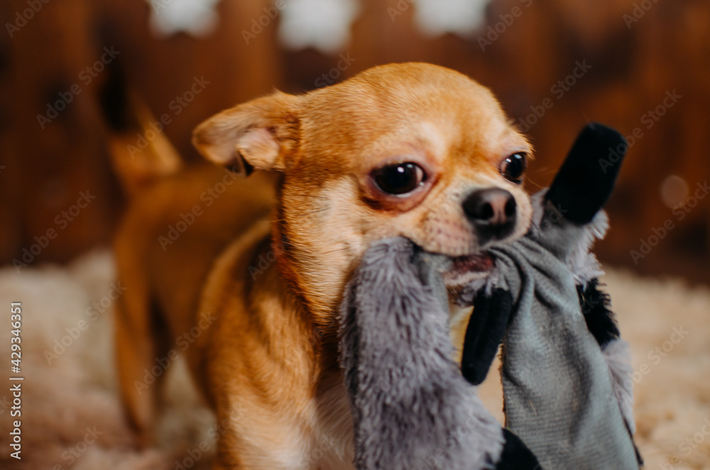 A small red-haired Chihuahua dog holds a toy in its teeth. Animal care concept