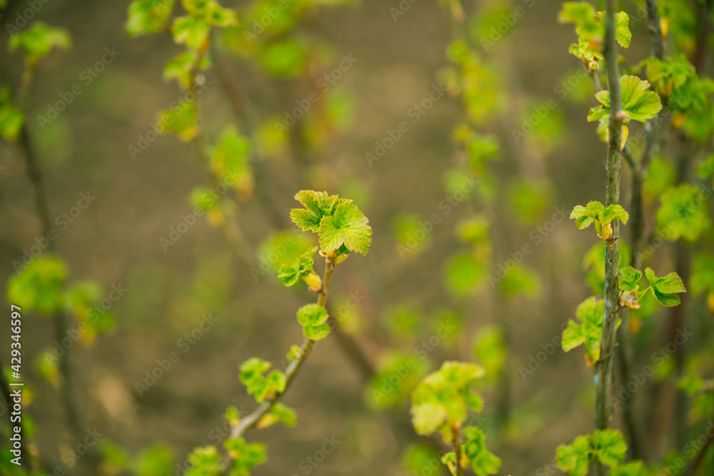 fresh new buds on currant branches at springtime farm garden background