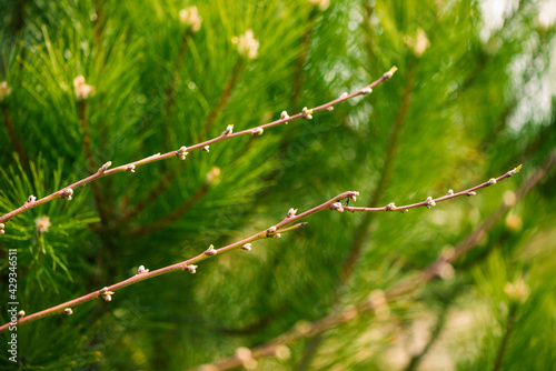 fresh new fir tree buds closeup at springtime abstract floral background
