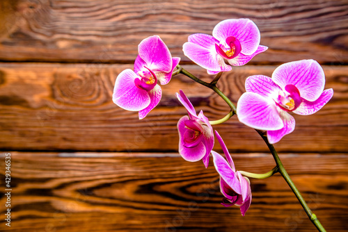 A branch of purple orchids on a brown wooden background 