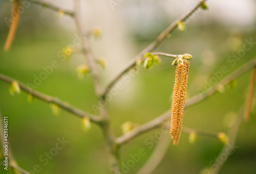 fresh new bush buds closeup at springtime abstract floral background