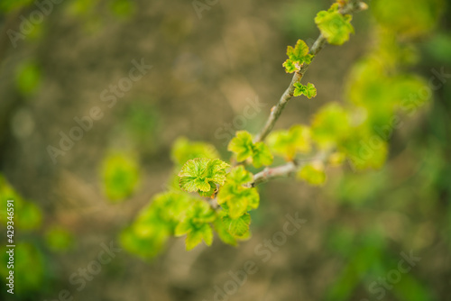 fresh new buds on currant branches at springtime farm garden background