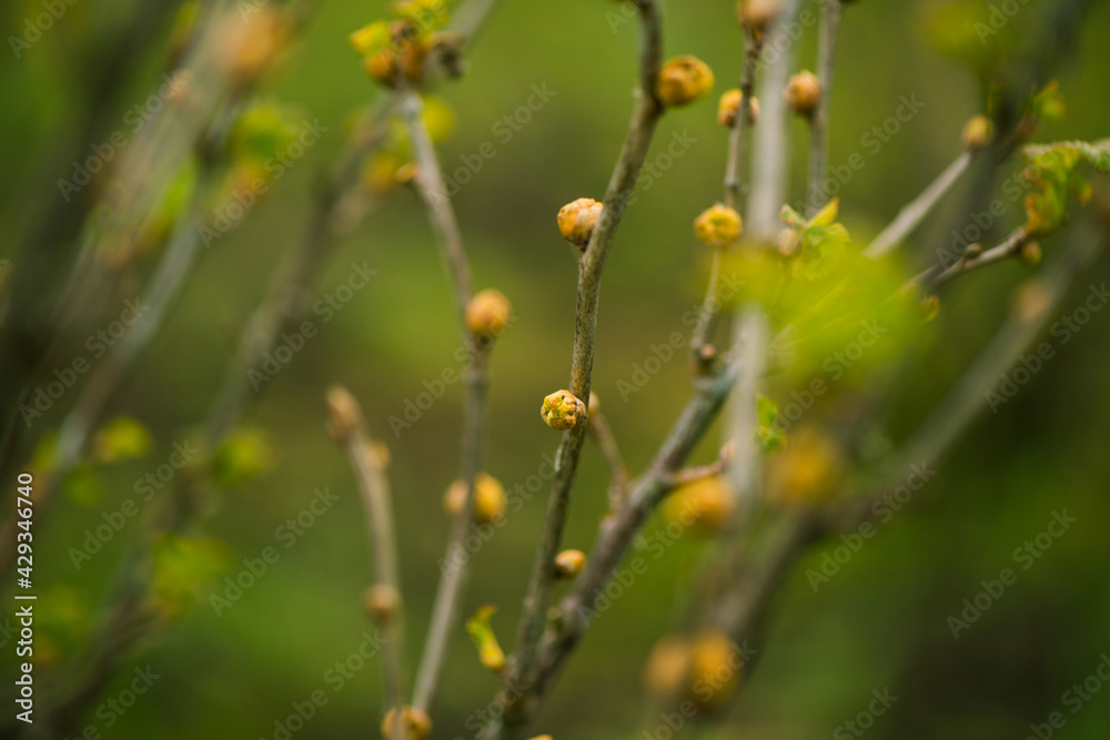 fresh new buds on currant branches at springtime farm garden background fresh new buds on currant branches at springtime farm garden background