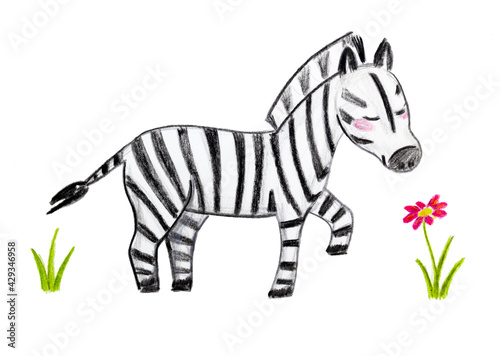 Cute zebra sniffs the flower cartoon isolated on white background