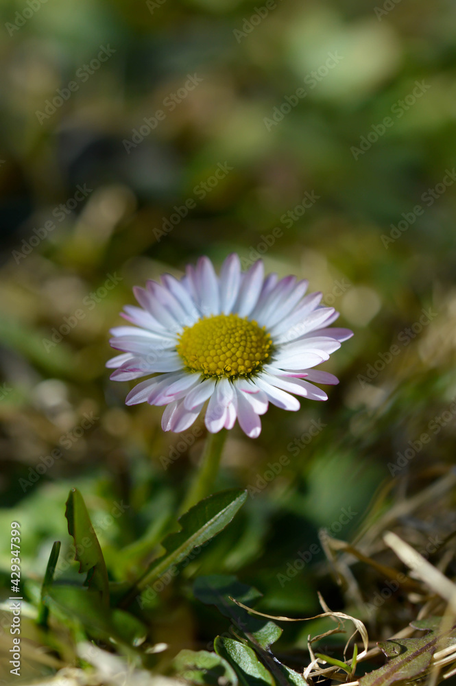 Common daisy flower in nature close up flower head Common daisy flower in nature close up flower head