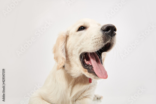 Golden Retriever dog © Andrey Kiselev