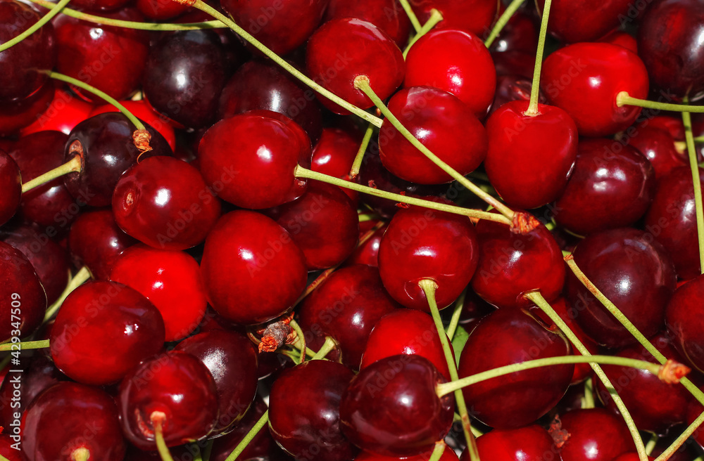 Close-up of a pile of ripe cherries with stalks . Background of ripe cherries Close-up of a pile of ripe cherries with stalks . Background of ripe cherries