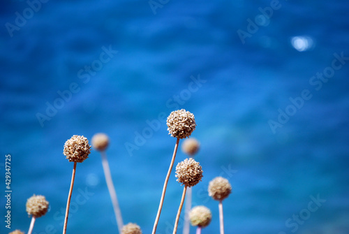 White flower with the deep blue sea on the background.