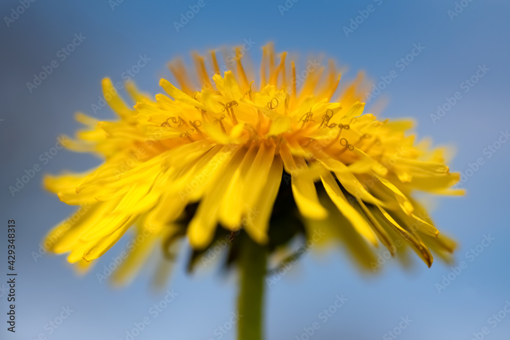 42+ Zierpflanze Bestimmen Ähnlich Löwenzahn, Die salsify (auch