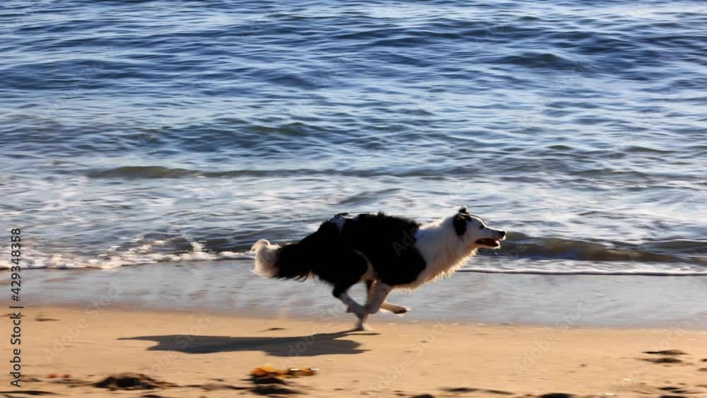 Man playing fetch with his dog on the beach at sunset. Slow Motion. Man playing fetch with his dog on the beach at sunset. Slow Motion.