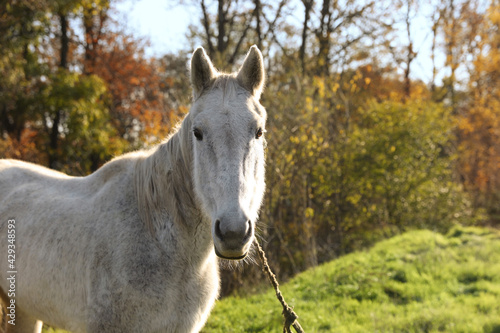 Beautiful white horse outdoors on sunny day