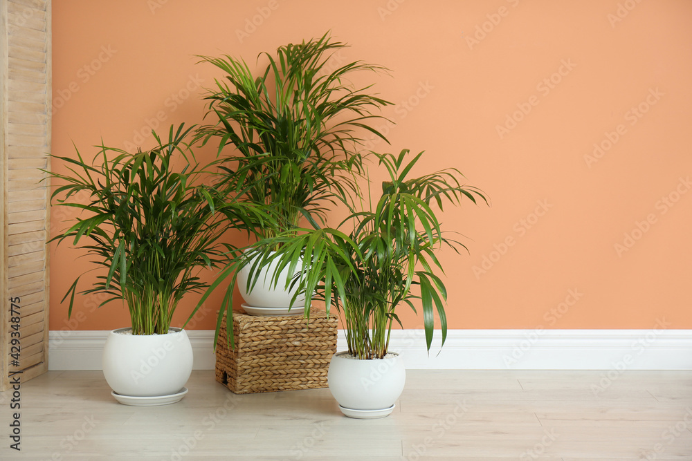 Beautiful exotic house plants near color wall indoors