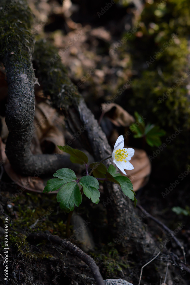 Obraz premium Wood anemone, early spring white wildflower in nature.