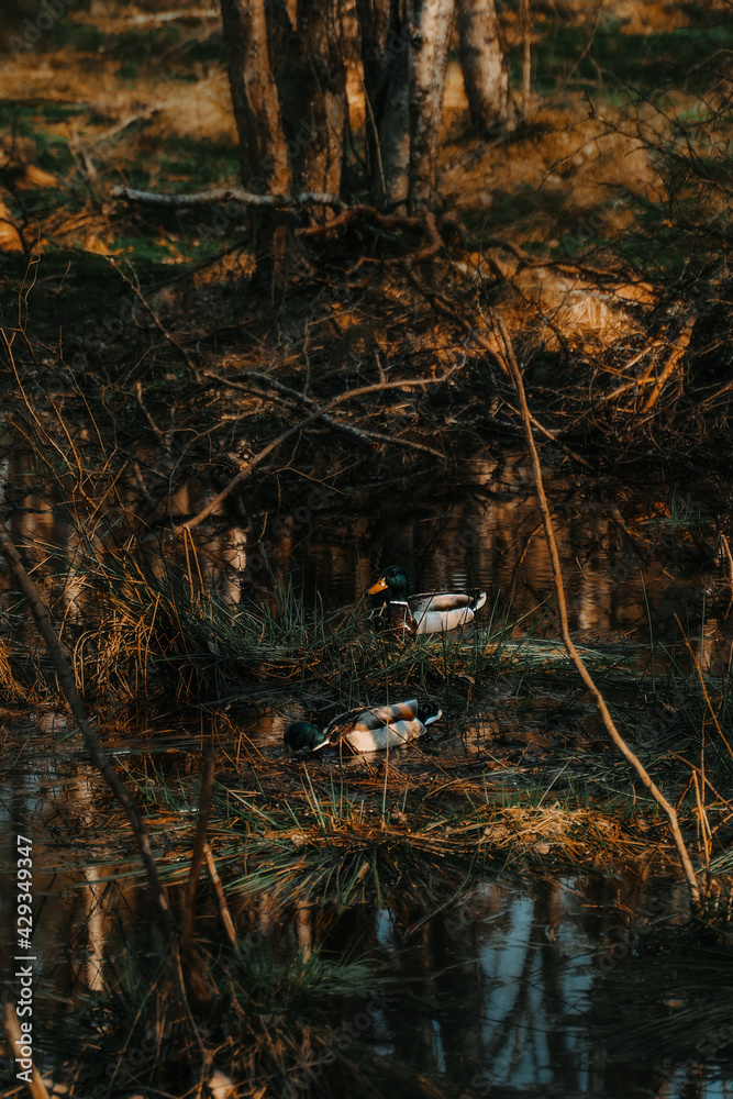 Ducks swimming in the forest pond. Birds in the peaceful nature Ducks swimming in the forest pond. Birds in the peaceful nature