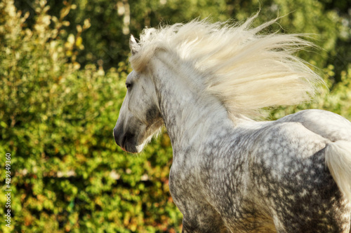 Galloping horse portrait with fluttering wild mane 