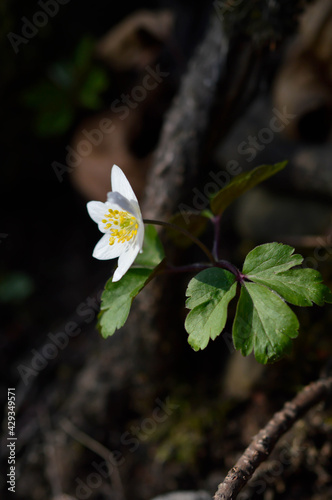 Fototapeta Naklejka Na Ścianę i Meble -  Wood anemone, early spring white wildflower in nature.