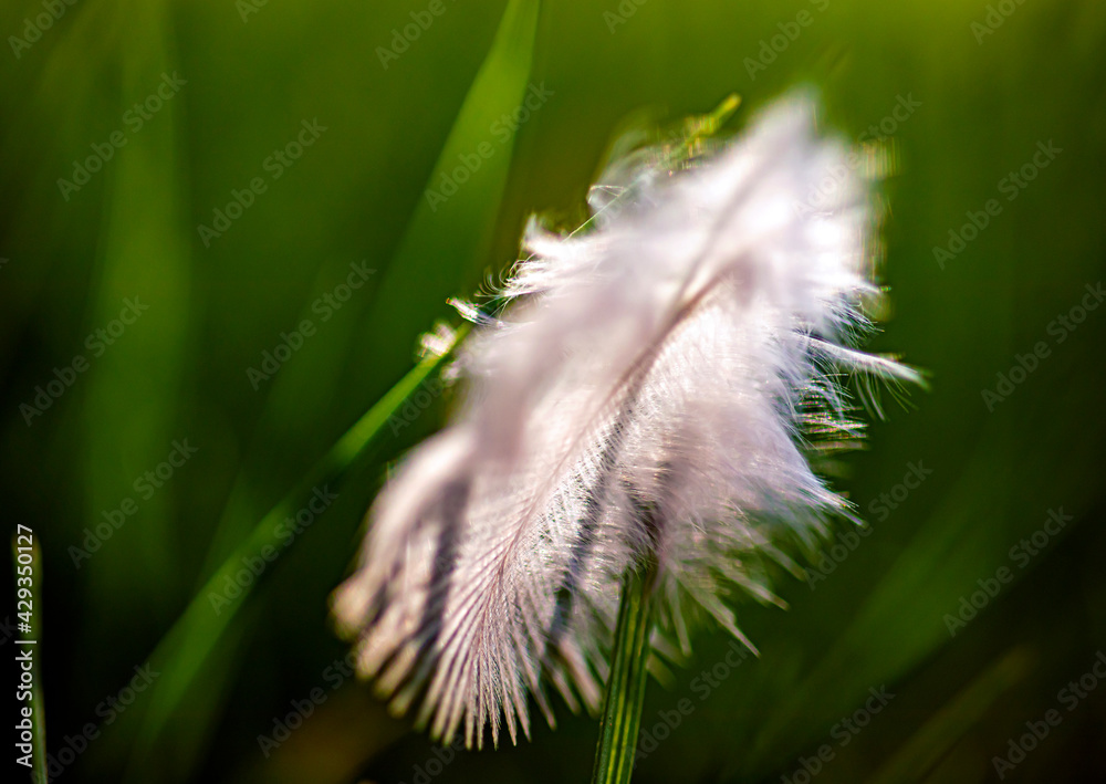 White bird feather standing on the grass. macro photography
