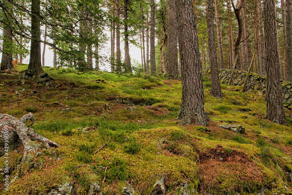 Fototapeta premium Forest with moss