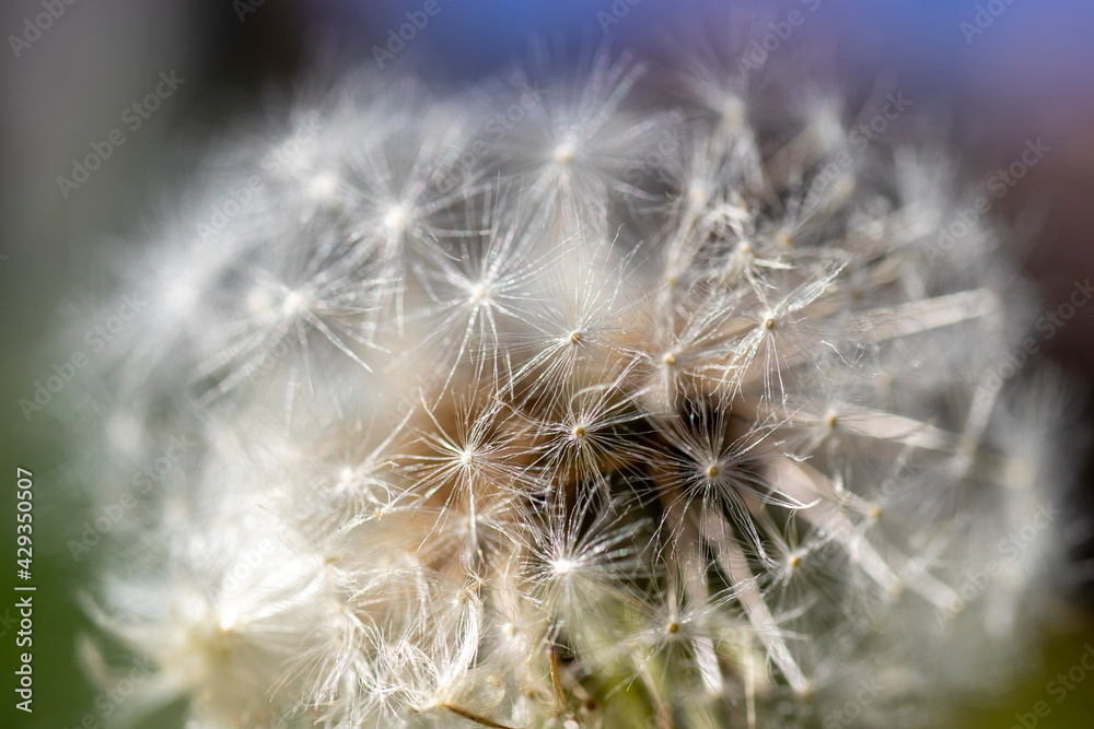 Fototapeta premium seeded head of dandelion flower. some of them fly out seeds. Macro photo in its natural environment.
