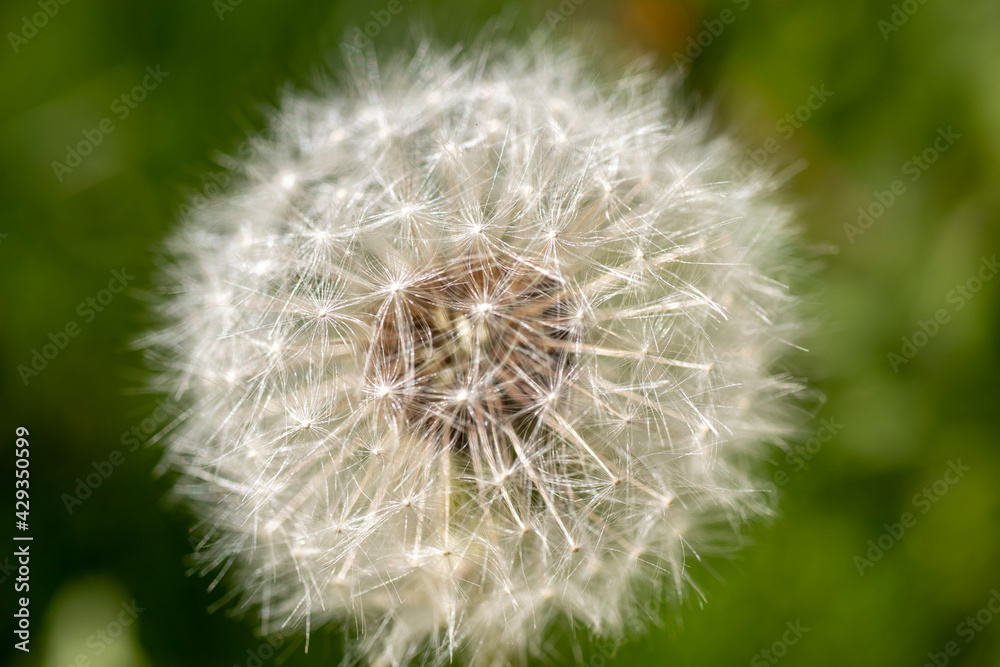 Fototapeta premium seeded head of dandelion flower. some of them fly out seeds. Macro photo in its natural environment.