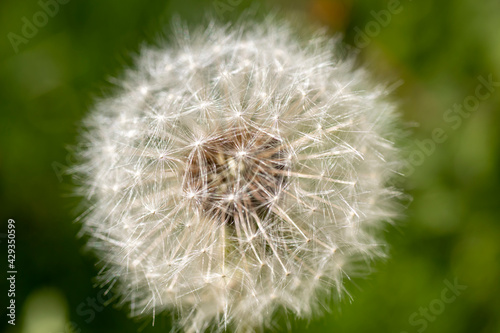 seeded head of dandelion flower. some of them fly out seeds. Macro photo in its natural environment.