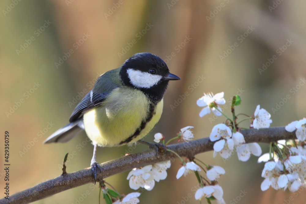Great tit sitting on on the blooming twig. Song bird in the spring nature. Parus major. Spring in the nature. Great tit sitting on on the blooming twig. Song bird in the spring nature. Parus major. Spring in the nature.