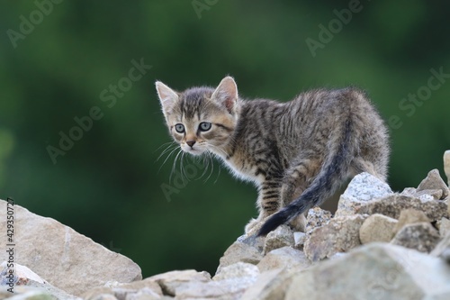 Portrait of a cute tabby kitten standing on a pile of stones. Cute little kitten with green background. 