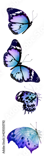 Color natural and watercolor butterflies , isolated on white background