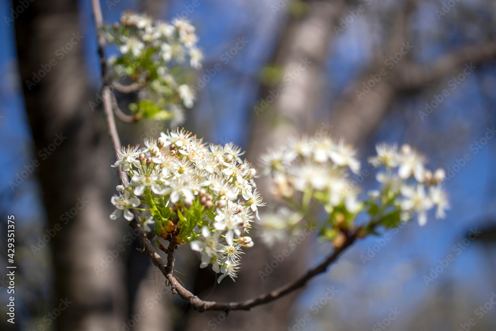 fruit tree blossom, fruit blossoms blooming in spring. flower on the branch in its natural environment. fruit tree blossom, fruit blossoms blooming in spring. flower on the branch in its natural environment.