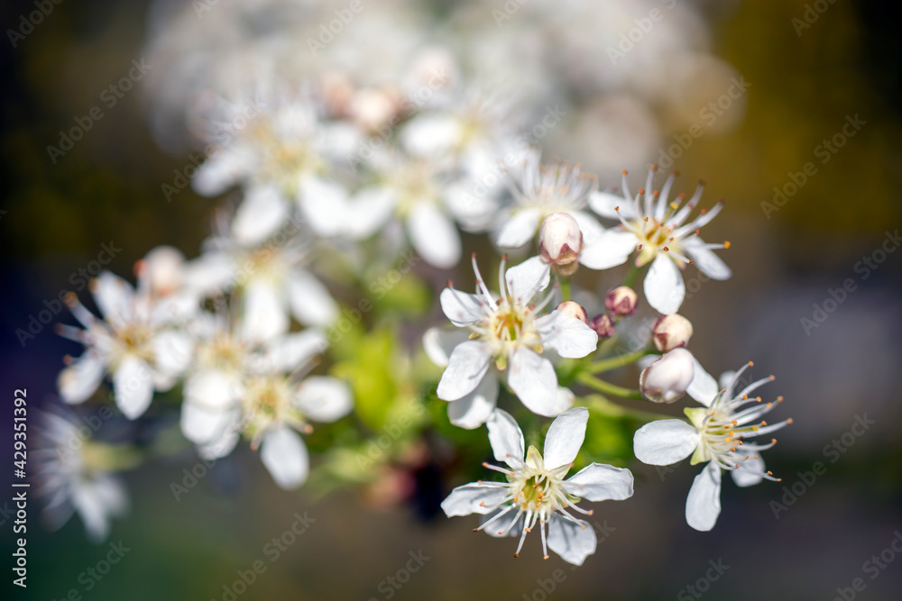 Small wildflower in white color isolated from background.
in bunches