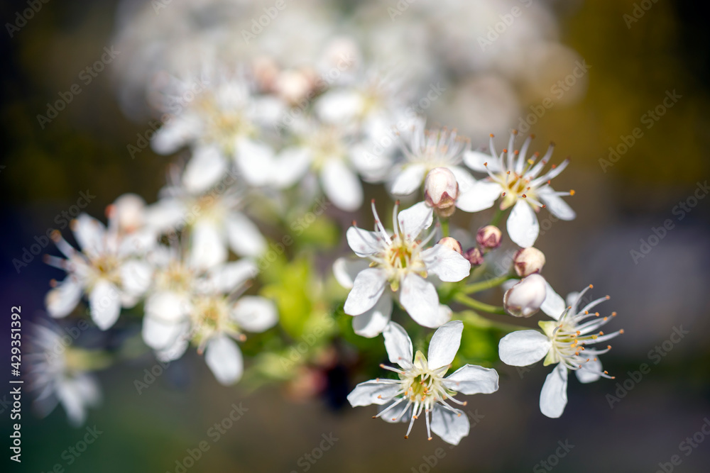 Small wildflower in white color isolated from background.
in bunches Small wildflower in white color isolated from background.
in bunches