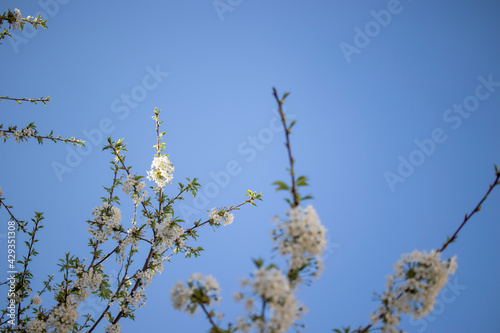 fruit tree blossom, fruit blossoms blooming in spring. flower on the branch in its natural environment.