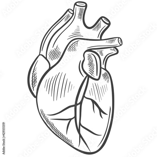 Human heart  sketch. Vector illustration. Main human organ. Medical drawing, hand drawn vintage engraving