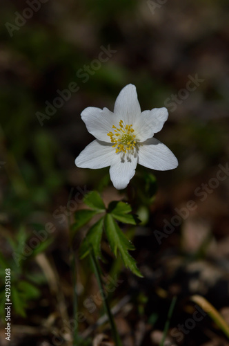 Wood anemone  early spring white wildflower in nature.