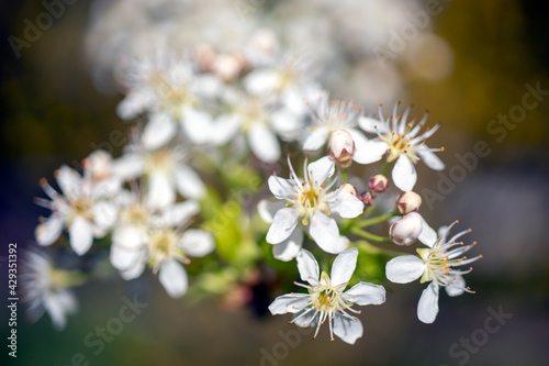 Small wildflower in white color isolated from background. in bunches
