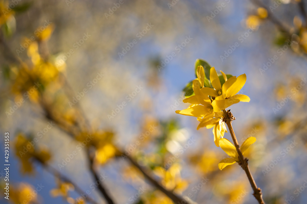 Obraz premium Blossoming twig of tree with yellow flowers,on blue sky background.