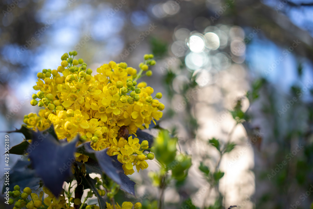 Holly mahogany - Mahonia aquifolium, there is bokeh on background. Holly mahogany - Mahonia aquifolium, there is bokeh on background.
