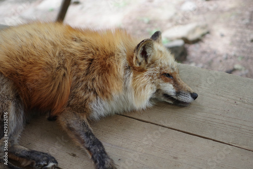 狐の寝顔 © 渉 本村