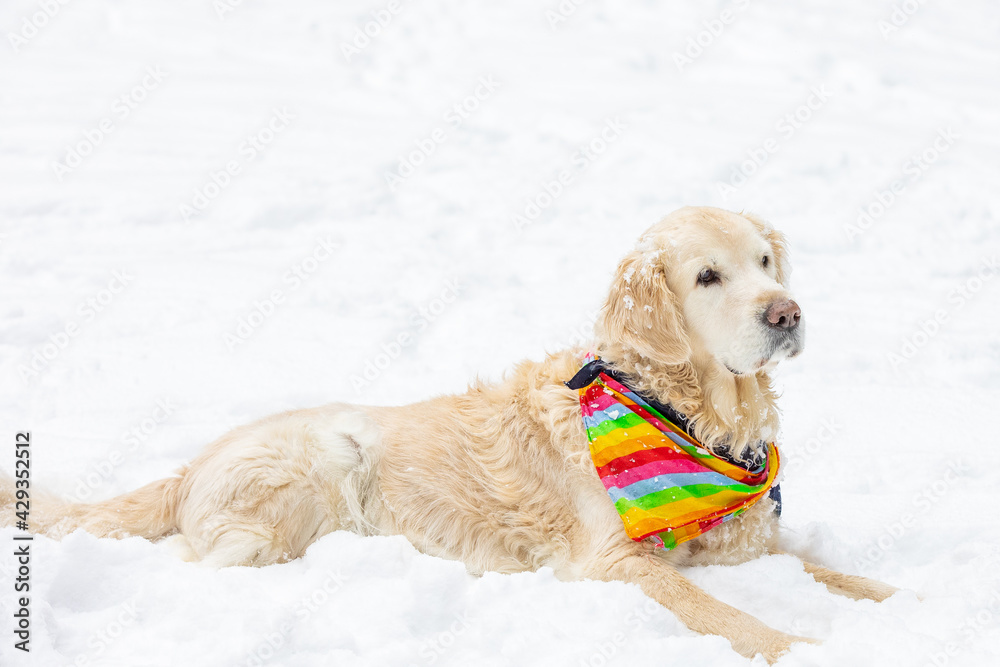 A beautiful Golden Retriever dog is sitting in the snow waiting to play with the owner A beautiful Golden Retriever dog is sitting in the snow waiting to play with the owner