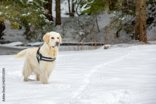 A beautiful Golden Retriever dog is sitting in the snow waiting to play with the owner