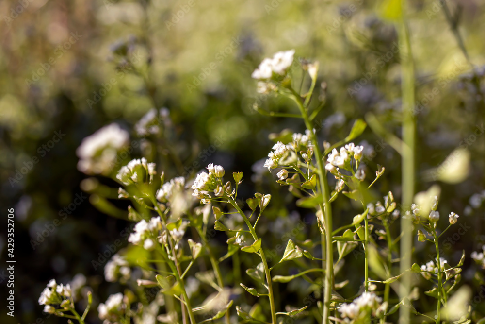 Small wildflower in white color isolated from background.
in bunches Small wildflower in white color isolated from background.
in bunches