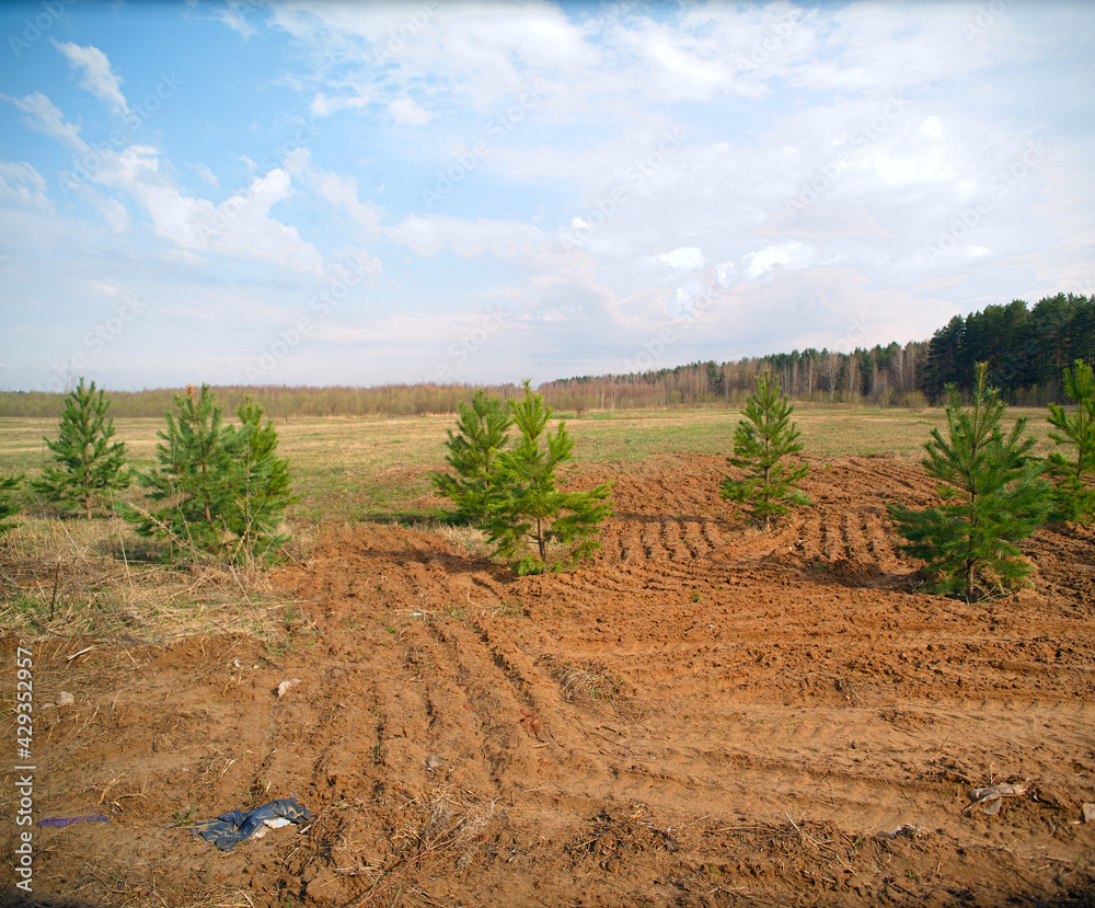Naklejka premium Planting new trees