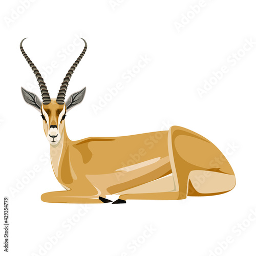 A recumbent antelope on a white background. Animals