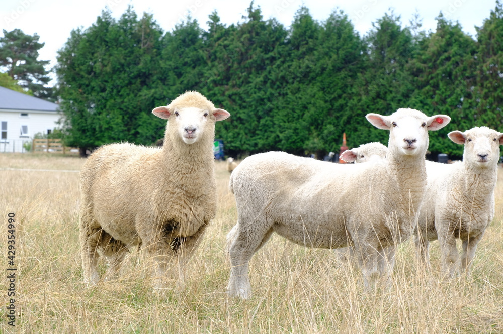 Fototapeta premium sheep in a field
